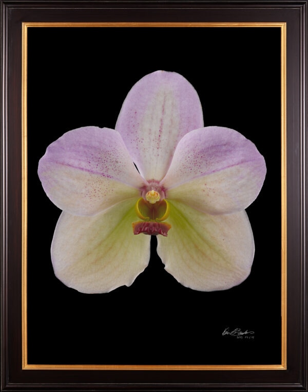 Framed Fine Art Print of Vanda Tang See Hang Cathy and Frank Burzik Bloom by Kevin G Saunders