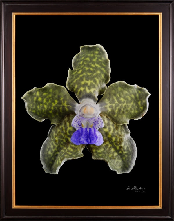 Framed Fine Art Print Vanda Tesselata Leopard Bloom by Kevin G Saunders