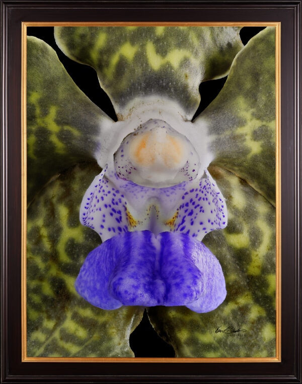 Framed Fine Art Print Vanda Tessellata Leopard Bloom Close by Kevin G Saunders