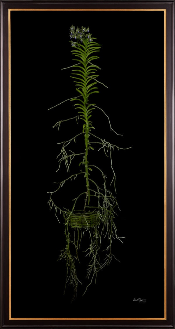 Framed Fine Art Print of Vanda Tessellata Leopart Plant by Kevin G Saunders