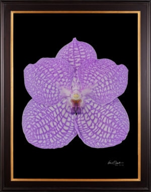 Framed Fine Art Print Vanda Charlene Atkins Bloom by Kevin G Saunders