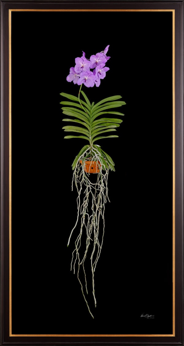 Framed Fine Art Print Vanda Charlene Atkins Plant by Kevin G Saunders
