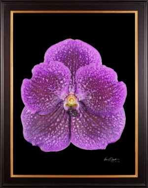 Framed Fine Art Print Vanda Janel de Cruz Bloom by Kevin G Saunders