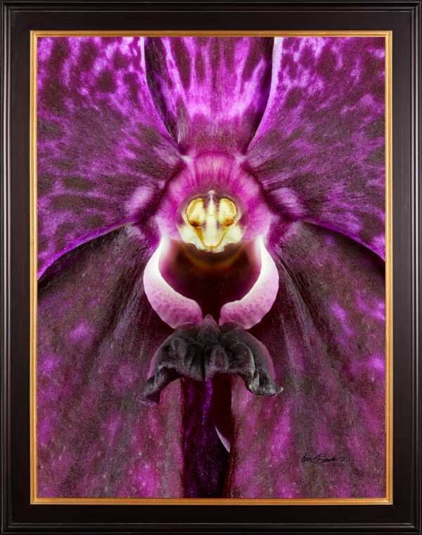 Framed Fine Art Print Vanda Roberts Delight Bloom Close by Kevin G Saunders