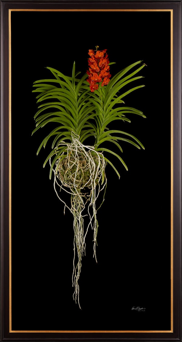 Framed Fine Art Orchid Print Ascda Fuchs Sunkist Orange Glow Plant by Kevin G Saunders