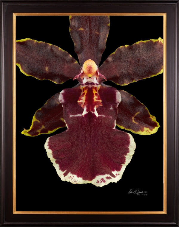 Framed Fine Art Print Odcdm Wildcat Bobcat Bloom Close by Kevin G Saunders