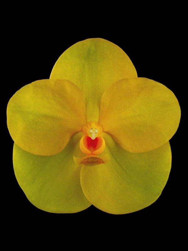 Ascda Fuchs Angel Frost Michael FCC AOS Bloom Fine Art Orchid Print Ascda Fuchs Angel Frost Michael FCC AOS Bloom by Kevin G Saunders