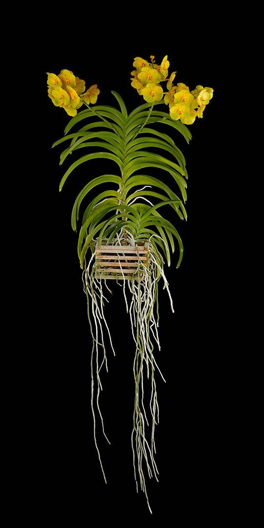 Ascda Fuchs Angel Frost Michael FCC AOS Plant Fine Art Orchid Print Ascda Fuchs Angel Frost Michael FCC AOS Plant by Kevin G Saunders