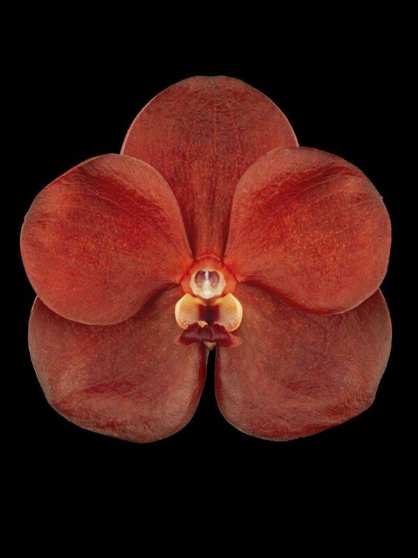 Ascda Fuchs Sunkist Orange Glow Bloom Fine Art Orchid Print Ascda Fuchs Sunkist Orange Glow Bloom by Kevin G Saunders