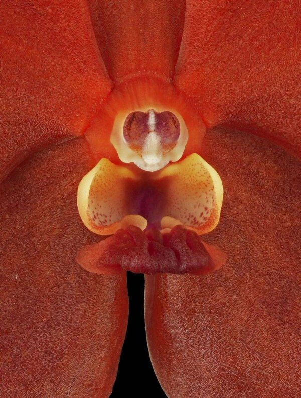 Ascda Fuchs Sunkist Orange Glow Bloom Close Fine Art Orchid Print Ascda Fuchs Sunkist Orange Glow Bloom Close by Kevin G Saunders