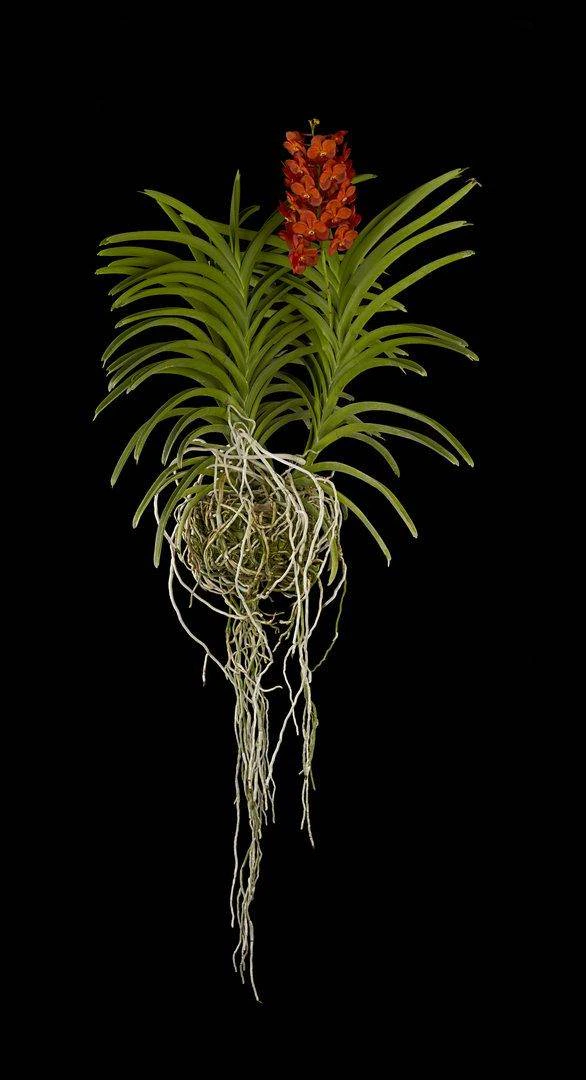 Ascda Fuchs Sunkist Orange Glow Plant Fine Art Orchid Print Ascda Fuchs Sunkist Orange Glow Plant by Kevin G Saunders