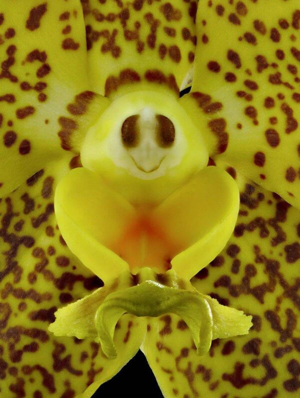 Ascda Kirk Hoo Yellow Dragon Bloom Close Fine Art Orchid Print Ascda Kirk Hoo Yellow Dragon Bloom Close by Kevin G Saunders