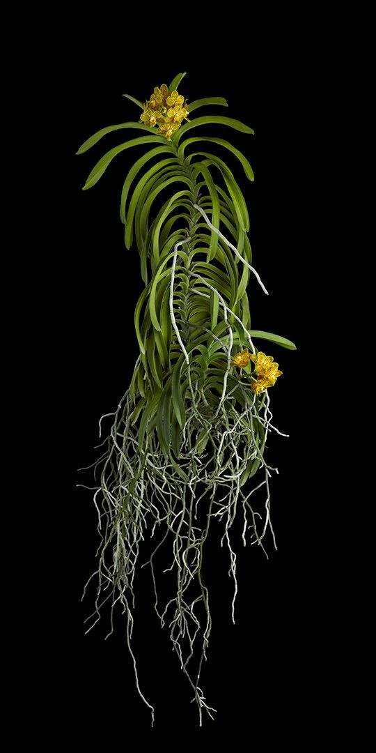 Ascda Kirk Hoo Yellow Dragon Plant Fine Art Orchid Print Ascda Kirk Hoo Yellow Dragon Plant by Kevin G Saunders