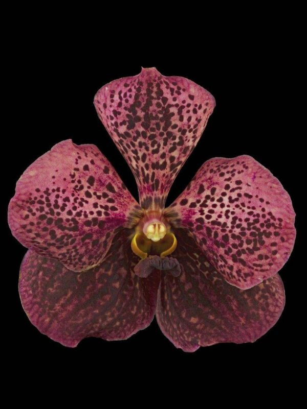 Ascda Tony Viggiani Bloom photographed by Kevin G Saunders. Fine Art Orchid Print Ascda Tony Viggiani Bloom by Kevin G Saunders