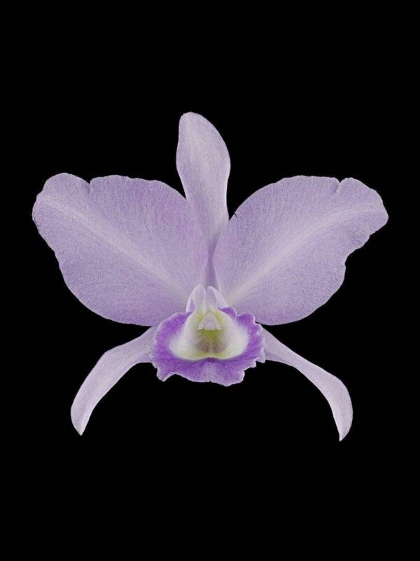 Cattleya Portia Coerulea Sir Jeremiah Coleman Bloom Fine Art Orchid Print Cattleya Portia coerulea 'Sir Jeremiah Coleman' Bloom by Kevin G Saunders