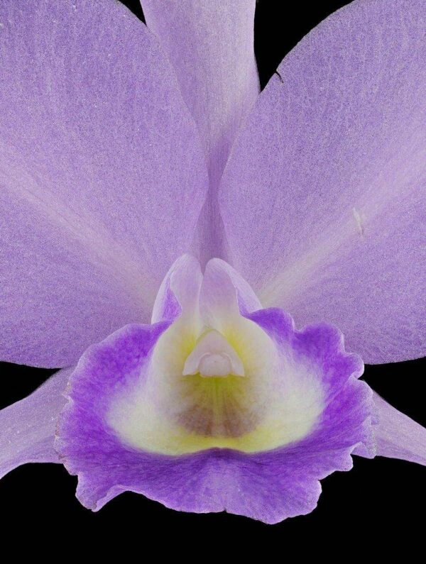 Cattleya Portia Coerulea Sir Jeremiah Coleman Bloom Close Fine Art Orchid Print Cattleya Portia coerulea 'Sir Jeremiah Coleman' Bloom Close by Kevin G Saunders