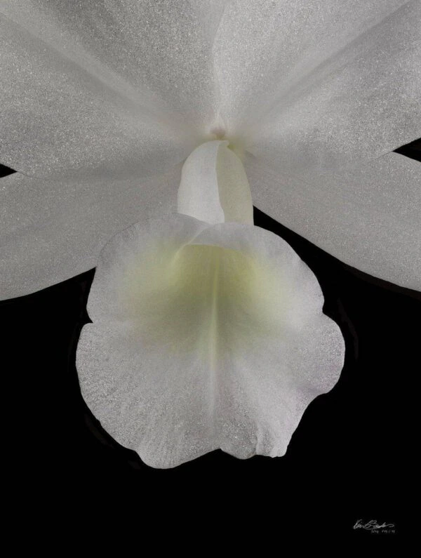Cattleya Skinneri Var Alba Bloom Close Fine Art Orchid Print Cattleya Skinneri Var Alba Bloom Close by Kevin G Saunders