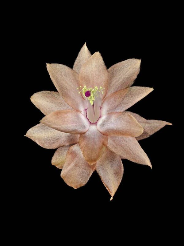 Christmas Cactus Bloom photographed by Kevin G Saunders. Fine Art Print Christmas Cactus Bloom by Kevin G Saunders