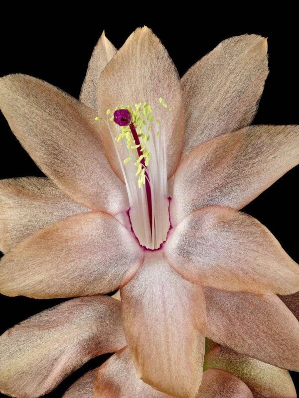 Christmas Cactus Bloom Close Up photographed by Kevin G Saunders Fine Art Print Christmas Cactus Bloom Close by Kevin G Saunders