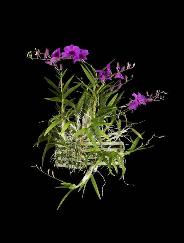 Dendrobium Compactum Plant photographed by Kevin G Saunders. Fine Art Orchid Print Dendrobium Compactum Plant by Kevin G Saunders