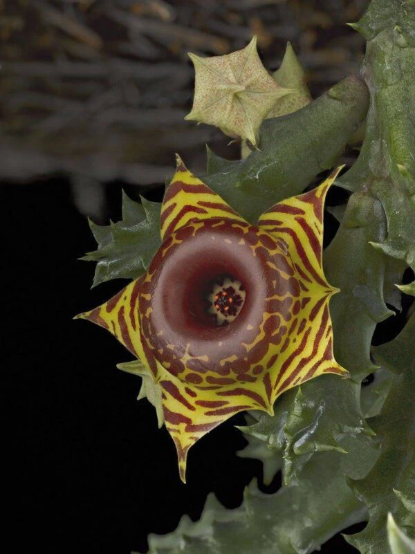 Huernia Confusa Bloom Fine Art Orchid Print Huernia Confusa Bloom by Kevin G Saunders