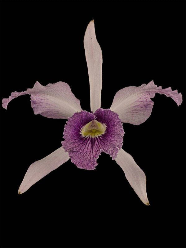 Laeliocattleya C G Roebling Bloom Fine Art Orchid Print Laeliocattleya C G Roebling Bloom by Kevin G Saunders
