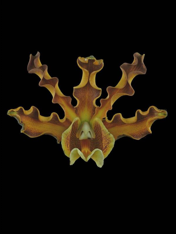 Myrmecophila Brysiana Bloom Fine Art Print Mrymecophila Brysiana Bloom by Kevin G Saunders