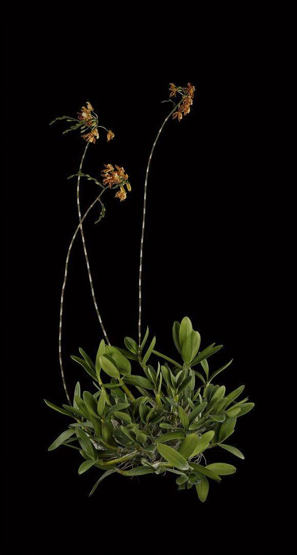 Myrmecophila Brysiana Plant Fine Art Print Myrmecophila Brysiana Plant by Kevin G Saunders