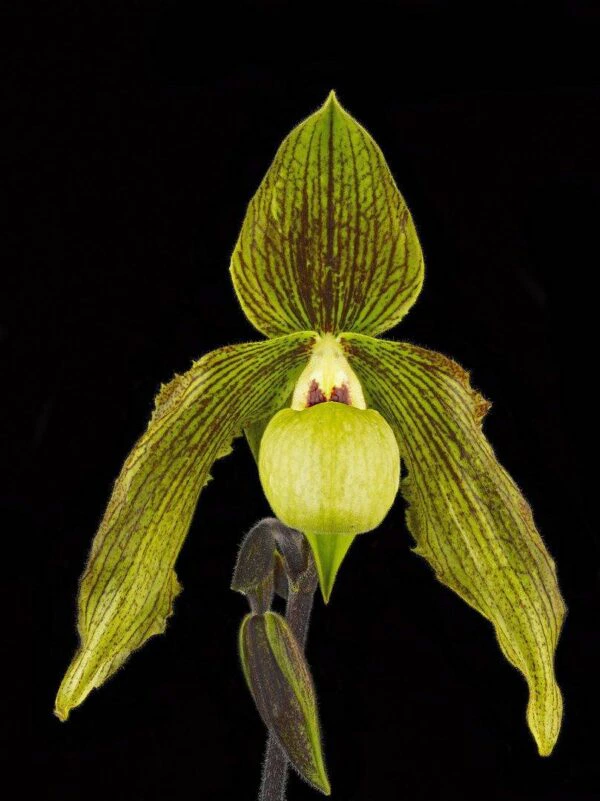 Paphiopedilum Its Doll Bloom Fine Art Print Paph Its Doll Bloom by Kevin G Saunders