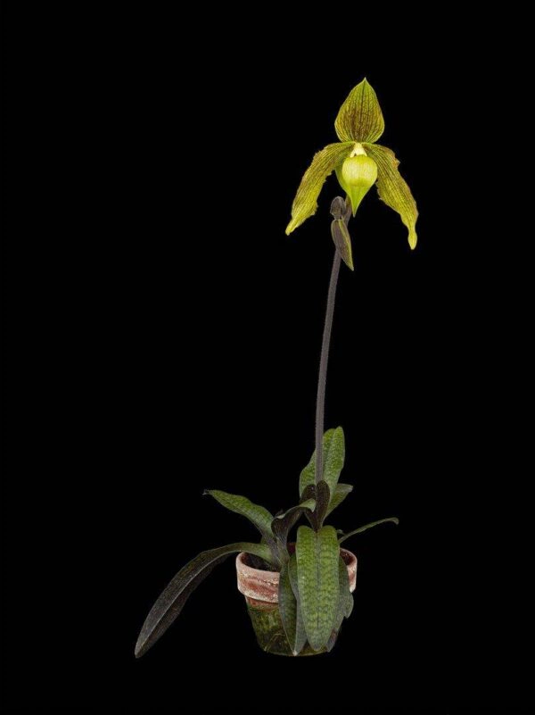 Paphiopedilum Its Doll Plant Fine Art Print Paphiopedilum It's Doll Plant by Kevin G Saunders
