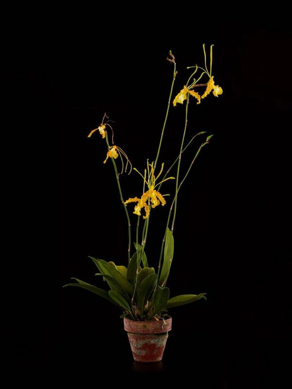 Psychopsis Papilio Var Alba Carmela Fine Art Print Psychopsis Papilio Var Alba Carmela Plant by Kevin G Saunders