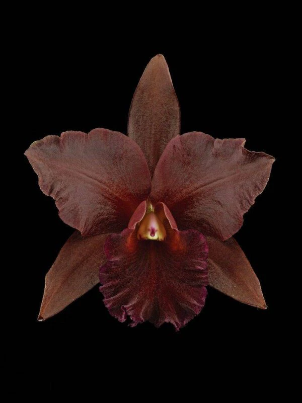 Rhyncattleanthe Memoria Mario Lanza Bloom Fine Art Print Rhyncattleanthe Memoria Mario Lanza Bloom by Kevin G Saunders