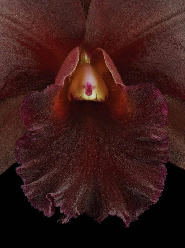 Rhyncattleanthe Memoria Mario Lanza Bloom Close Fine Art Print Rhyncattleanthe Memoria Mario Lanza Bloom Close by Kevin G Saunders