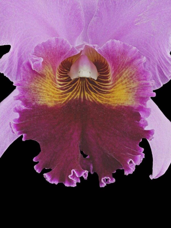 Rhyncholaeliocattleya Edwin Arthur Hausermann Bloom Close Fine Art Print Rhyncattleanthe Edwin Arthur Hausermann Bloom Close by Kevin G Saunders