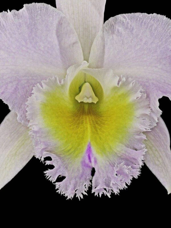 Rhyncholaeliocattleya Niña Consentida Bloom Close Fine Art Print Rhyncattleanthe Nina Consentida Bloom Close by Kevin G Saunders