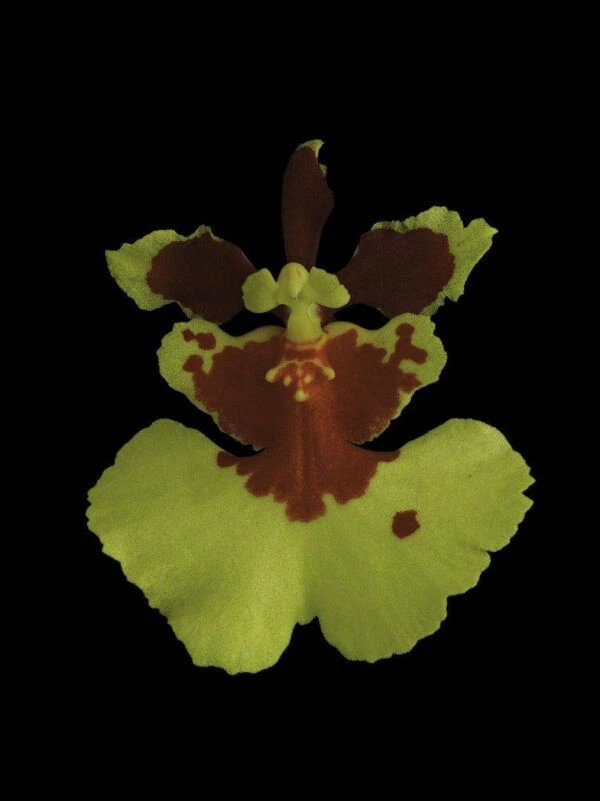 Tolumnia Golden Sunset Bloom Fine Art Print Tolu Golden Sunset Bloom by Kevin G Saunders