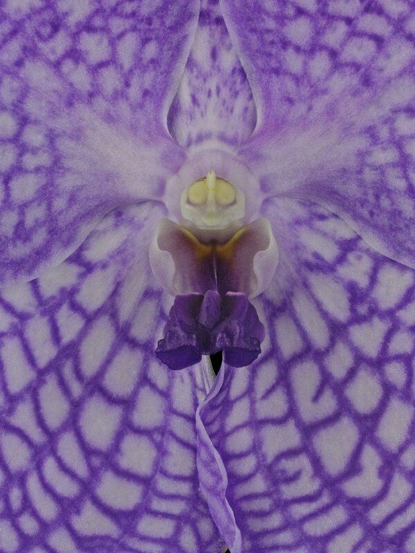 Vanda Charlene Atkins Bloom Close Fine Art Print Vanda Charlene Atkins Bloom Close by Kevin G Saunders