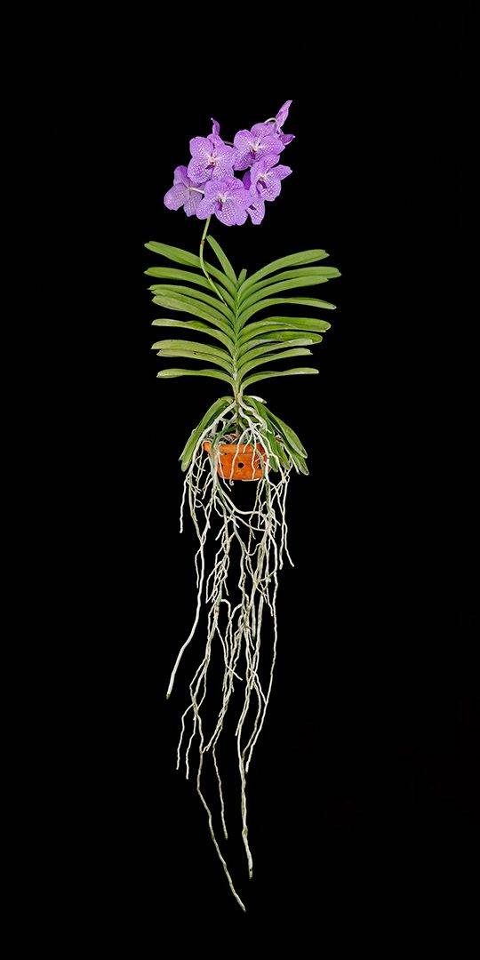 Vanda Charlene Atkins Plant Fine Art Print Vanda Charlene Atkins Plant by Kevin G Saunders