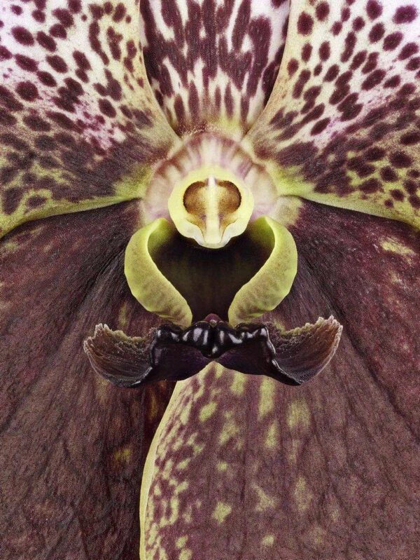 Vanda Crownfox Velvet Bloom Close Up photographed by Kevin G Saunders. Fine Art Print of Vanda Crownfox Velvet Bloom Close by Kevin G Saunders