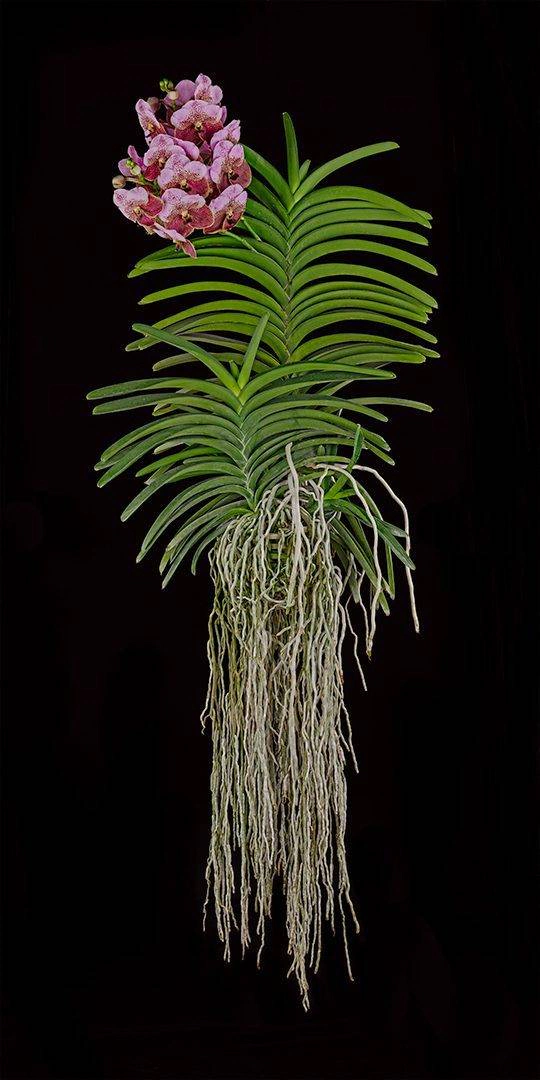 Vanda Crownfox Velvet Plant Fine Art Print of Vanda Crownfox Velvet Plant by Kevin G Saunders