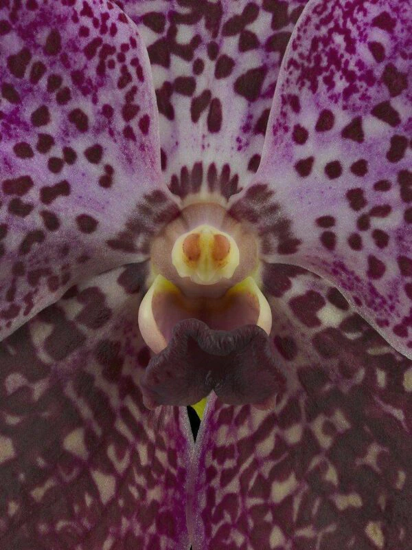 Vanda Rosemary Fuller Bloom Close Fine Art Print Vanda Rosemary Fuller Bloom Close by Kevin G Saunders