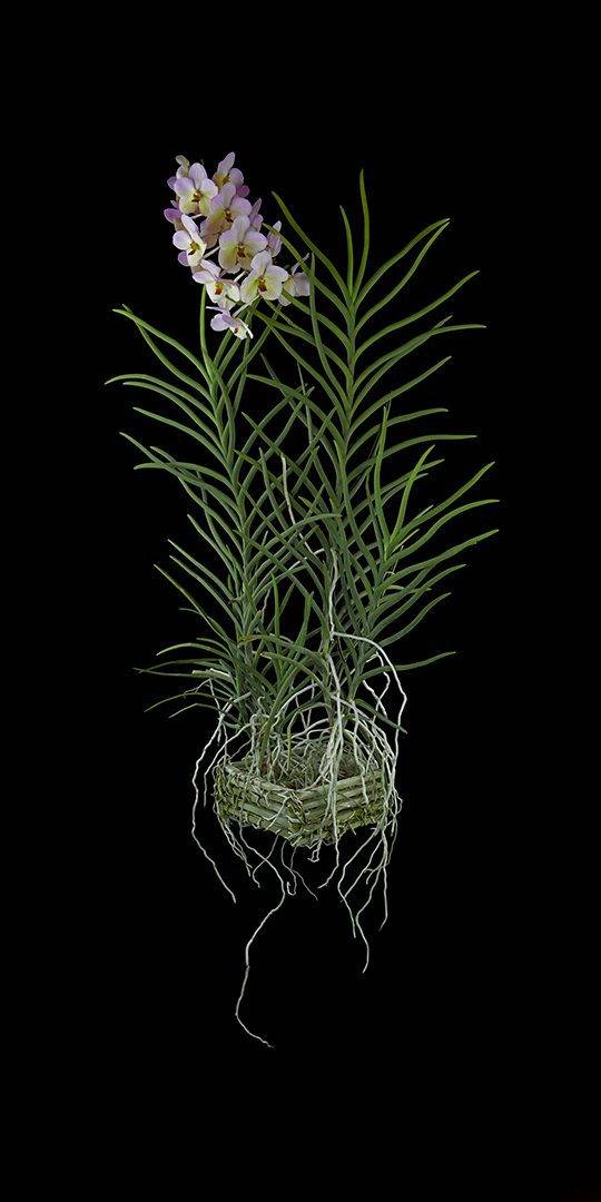 Vanda Tang See Hang Cathy and Frank Burzik Plant Fine Art Print Vanda Tang See Hang Cathy and Frank Burzik Plant by Kevin G Saunders