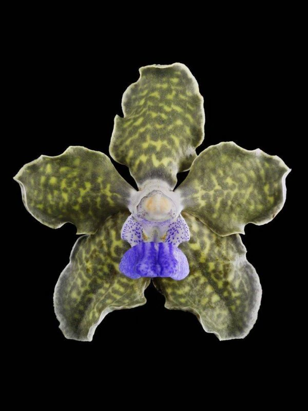 Vanda Tessellata Leopard Bloom Fine Art Print Vanda Tesselata Leopard Bloom by Kevin G Saunders