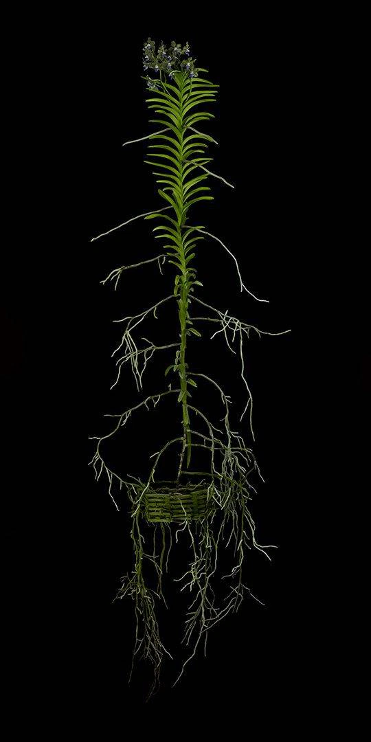 Vanda Tessellata Leopard Plant Fine Art Print Vanda Tessellata Leopard Plant by Kevin G Saunders