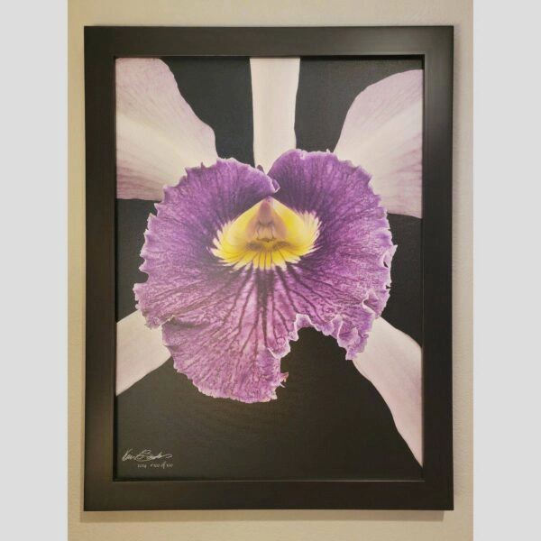 Framed Orchid Study - Documentation - 100 Photographic documentation of a physical, museum-grade orchid study and custom frame by Kevin G. Saunders. This close-up capture verifies the material texture and depth of the manual artistry produced at 107 Blue Star. Physical reality asset; not a digital mockup.