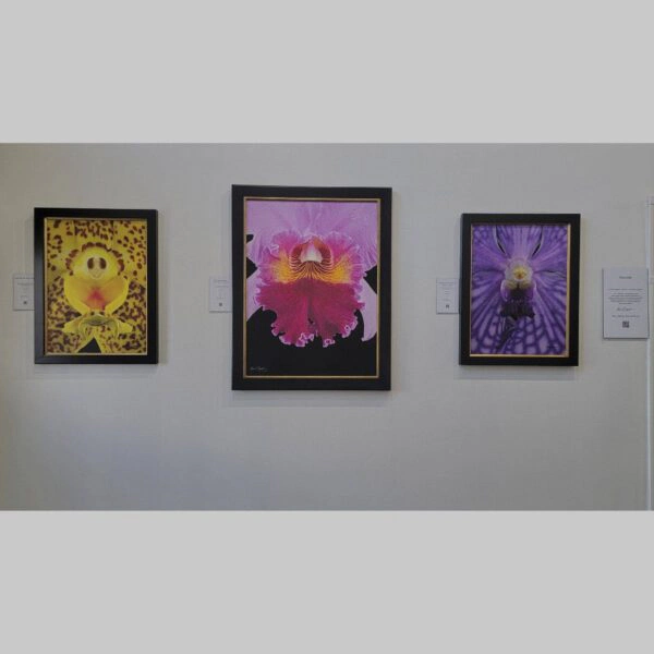 KGS Studios Public Exhibition - Documentation - 54 Physical documentation of Kevin G. Saunders | KGS Studios fine art prints in a public exhibition setting. Verifies the public vetting of manual hyperrealism portraits, orchid studies, and HTTX-97442. San Antonio archive proof of physical reality.