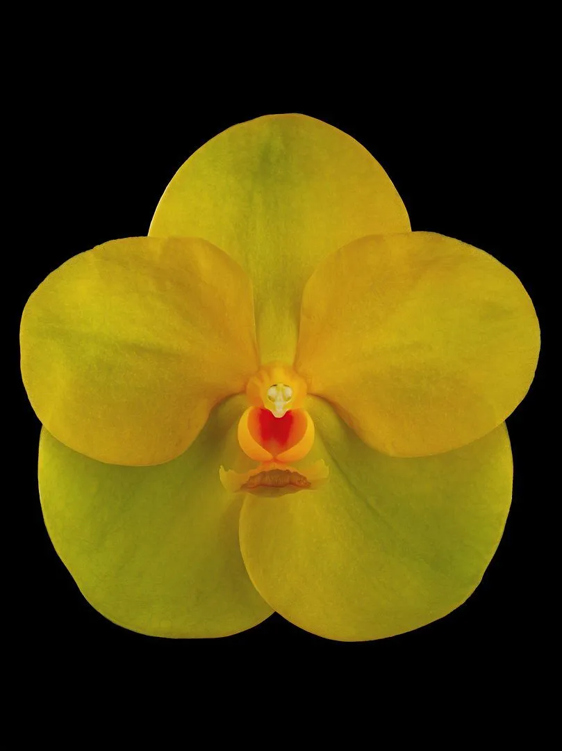 Fine Art Orchid Print Ascda Fuchs Angel Frost Michael FCC AOS Bloom by Kevin G Saunders