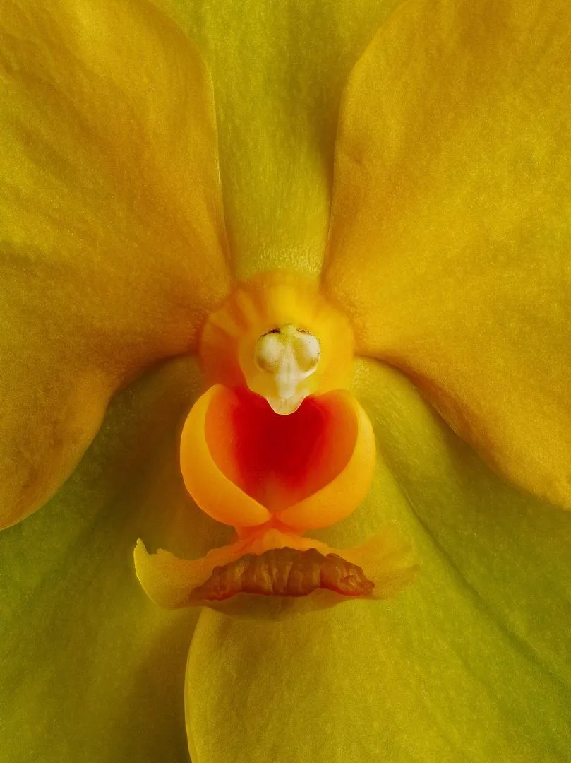 Fine Art Orchid Print Ascda Fuchs Angel Frost Michael FCC AOS Bloom Close by Kevin G Saunders