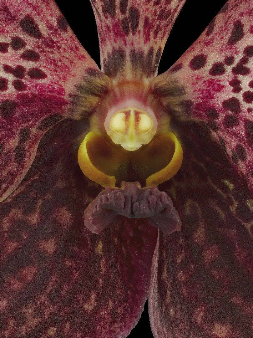 Fine Art Orchid Print Ascda Tony Viggiani Bloom Close by Kevin G Saunders