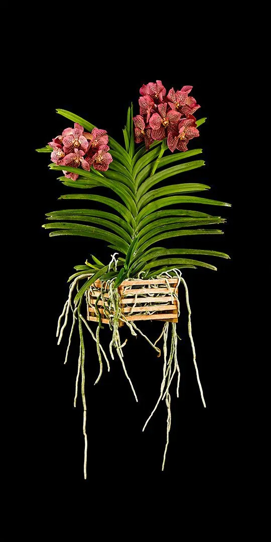 Fine Art Orchid Print Ascda Tony Viggiani Plant by Kevin G Saunders